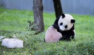 大熊猫由濒危降易危 大熊猫由濒危降易危